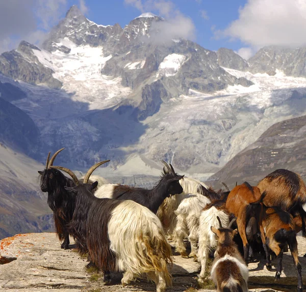 山地山羊 自然界中的动物 — 图库照片