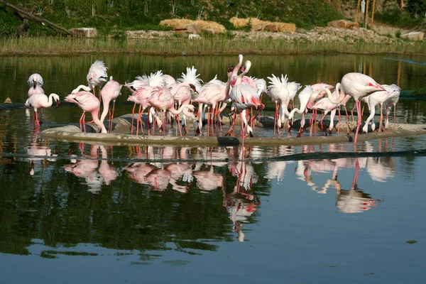 Vista Panorâmica Flamingos Majestosos Natureza — Fotografia de Stock