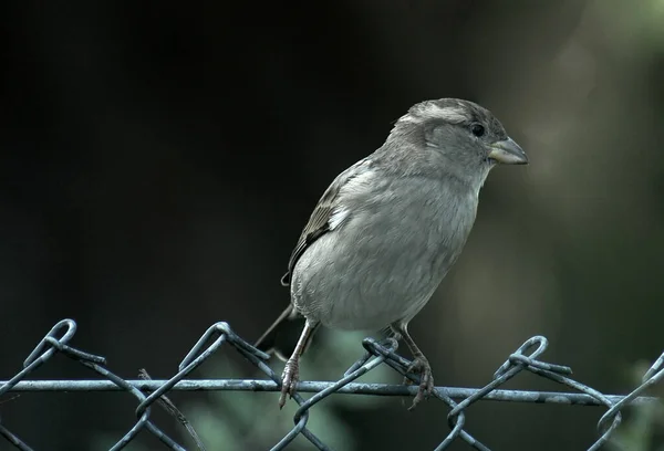 Passero Allo Zoo — Foto Stock