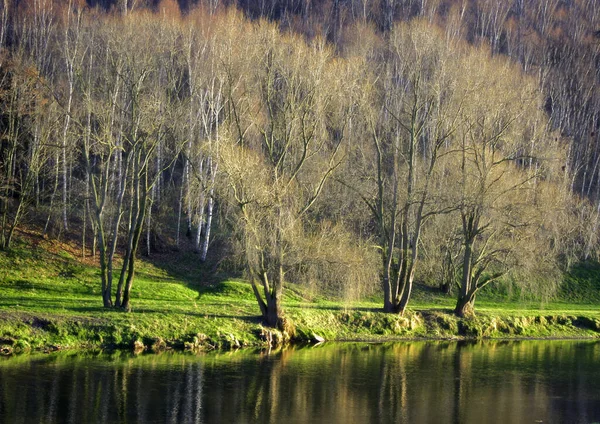 Bäume Fluss — Stockfoto