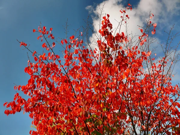 Autumn Colors Fall Season Foliage — Stock Photo, Image