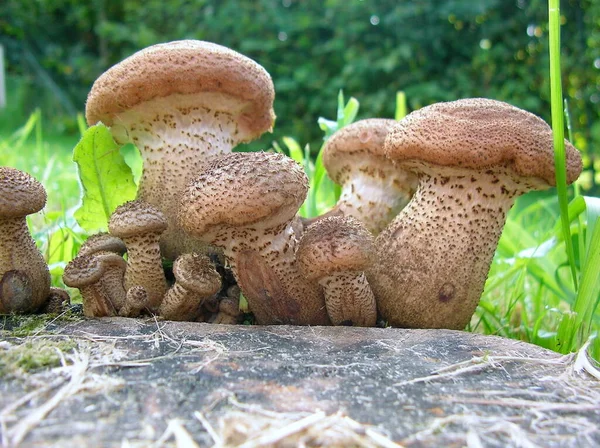 Season Mushrooms Fungus Plant — Stock Photo, Image