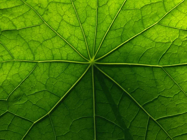 Blad Kapucinkrasse — Stockfoto