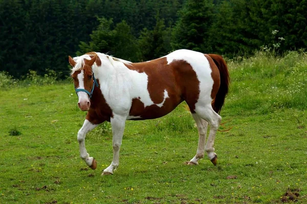 ある分野の馬は — ストック写真