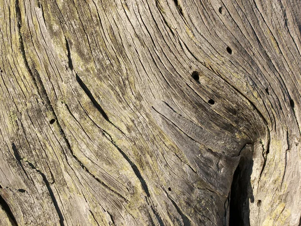 树干树皮 木制木材 — 图库照片