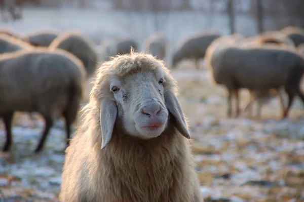 牧场上的家养羊 — 图库照片