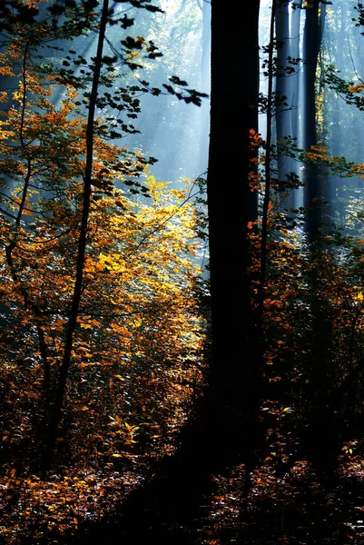 Zrobione Wczoraj Rano Lesie Dortmund — Zdjęcie stockowe