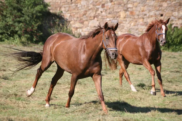 Nutztiere Selektiver Fokus — Stockfoto