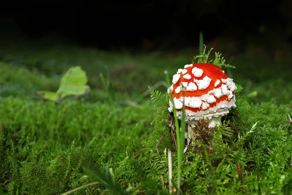 Cogumelos Fungos Toadstool Corpo Frutífero Esporos — Fotografia de Stock