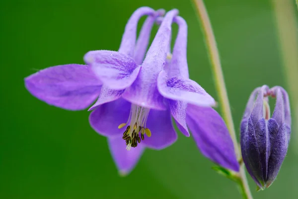 Akelei Flower Aquilegia Vulgaris — 스톡 사진