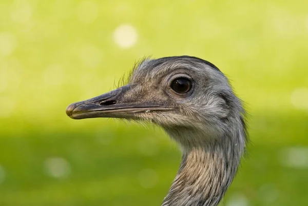 Close Ostrich Head — Stock Photo, Image