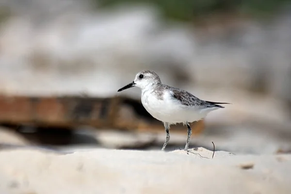 Vogelbeobachtung Niedlicher Vogel Wilder Natur — Stockfoto