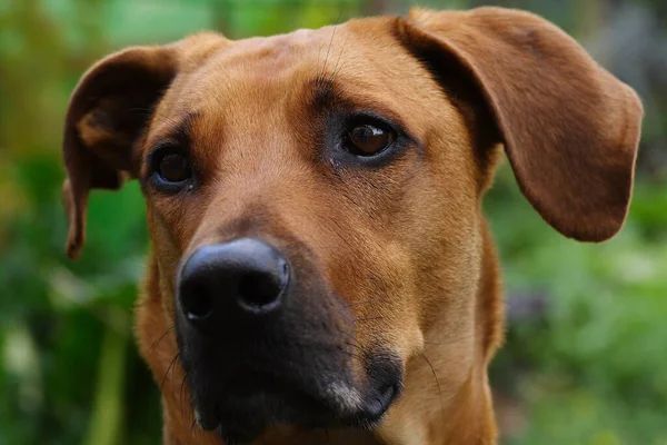 Portrait Chien Mignon — Photo