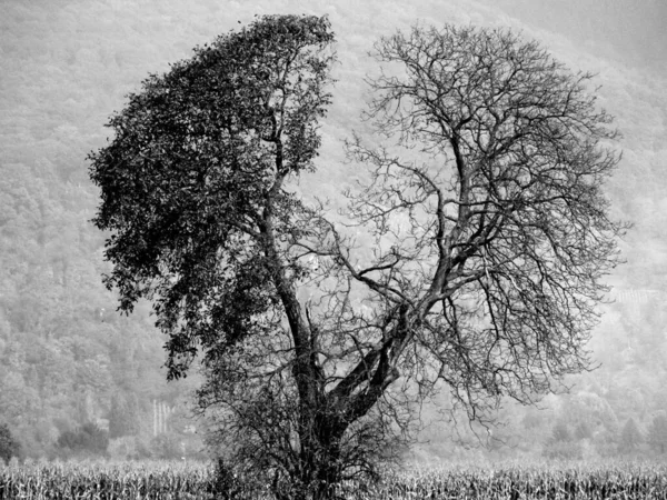 Schöne Aussicht Auf Die Natur — Stockfoto