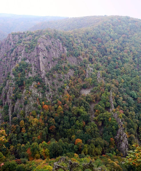 Forêt Automne Feuilles Colorées — Photo