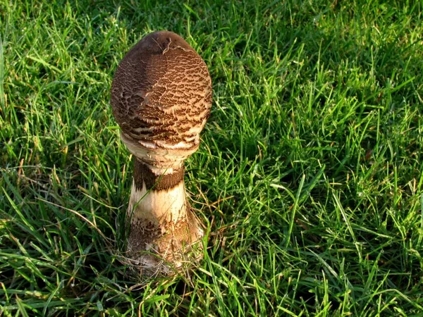 버섯이자라고 식물학 — 스톡 사진