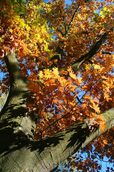 Schöne Bunte Herbstblätter — Stockfoto