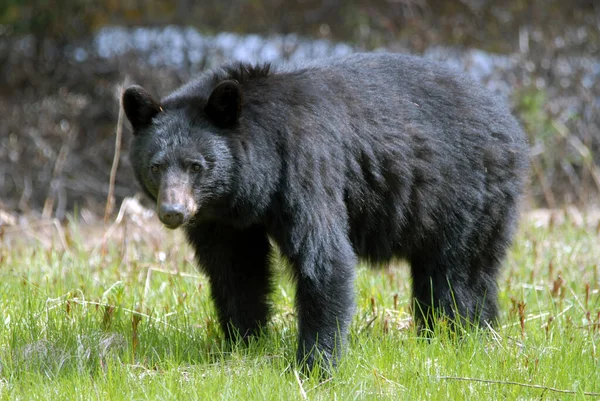 黒クマ野生動物 — ストック写真