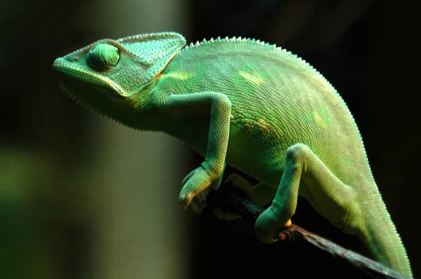 Animal Camaleón Lagarto Tropical — Foto de Stock