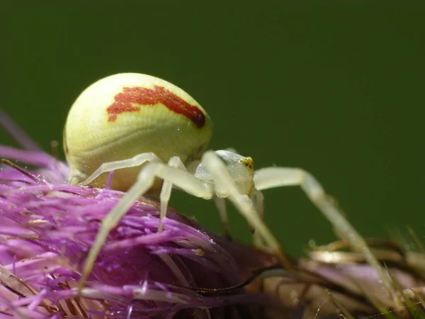 Crab Spider Insect Wildlife — Stock Photo, Image