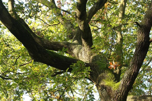 Stare Symboliczne Drzewo — Zdjęcie stockowe