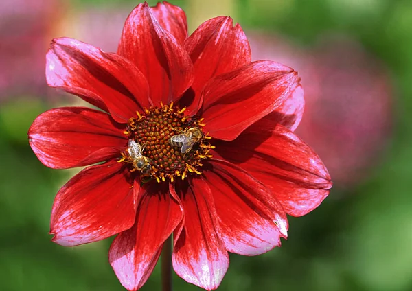 Red Dahlia Bees — Stock Photo, Image