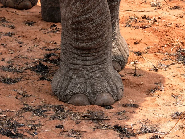 Ελέφαντας Στην Αφρικανική Σαβάνα — Φωτογραφία Αρχείου