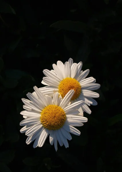 美しい花 花のコンセプトの背景 — ストック写真