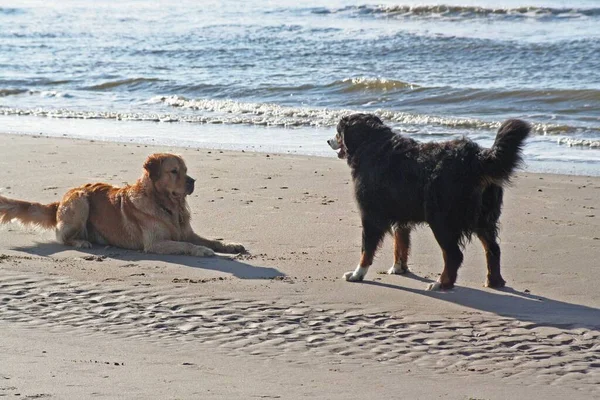 Σκυλίσια Φιλία Στην Παραλία — Φωτογραφία Αρχείου