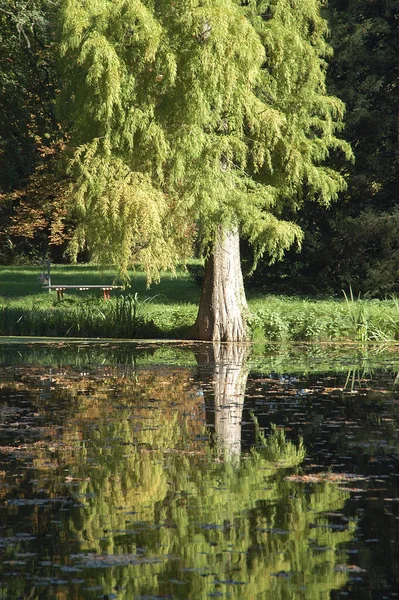 Cipres Familie Mammoet Boom — Stockfoto