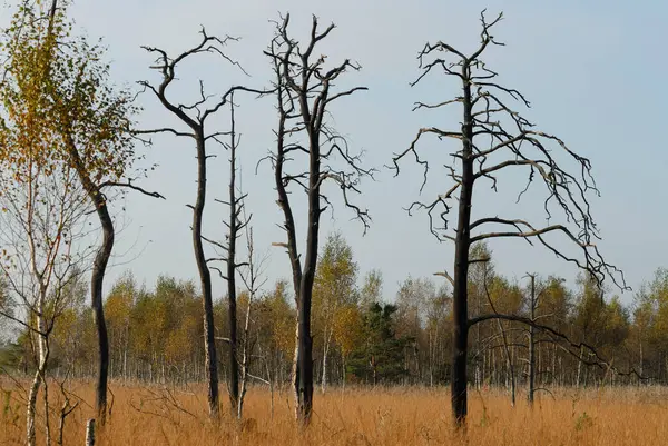 Dubringer Moor – stockfoto