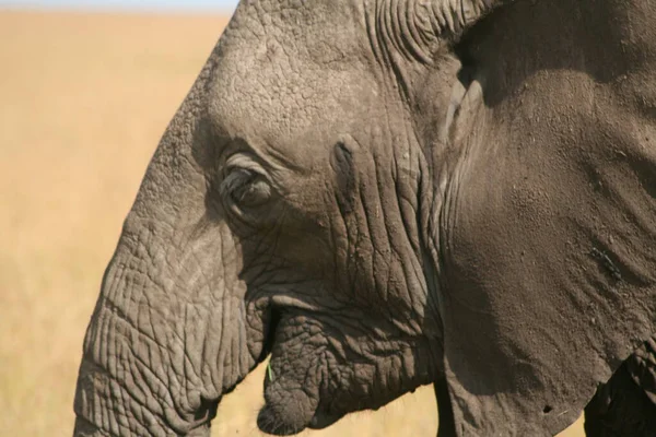 Αφρικανικά Ζώα Ελέφαντα Άγρια Ζωή — Φωτογραφία Αρχείου