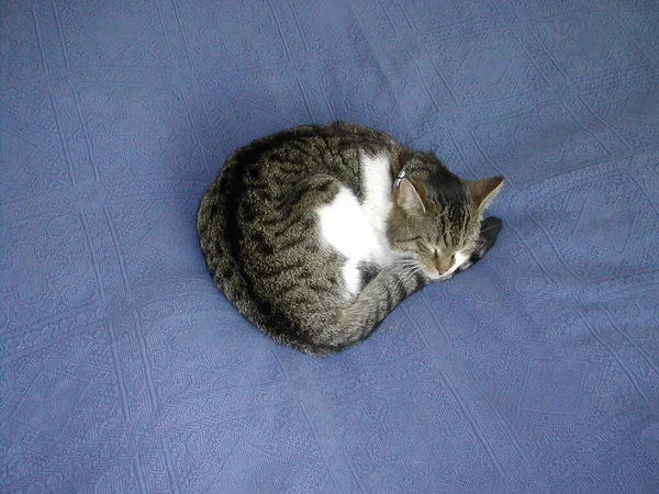 แคท เฟล ในท องฟ าแมวแล — ภาพถ่ายสต็อก