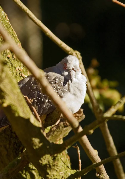 Vue Panoramique Bel Oiseau Perroquet — Photo