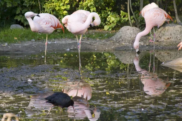 Aussichtsreiche Aussicht Auf Schöne Vögel Der Natur — Stockfoto