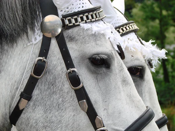 Cavalos Livre Durante Dia — Fotografia de Stock