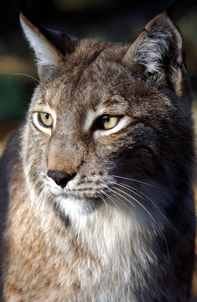 Lince Animal Salvaje Naturaleza — Foto de Stock