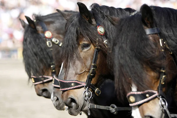 Noriker Eine Seltene Pferderasse Sehr Ruhige Sogar Fast Coole Pferde — Stockfoto