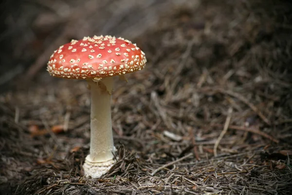 Κοντινή Άποψη Της Μύγας Agaric Στο Δάσος — Φωτογραφία Αρχείου