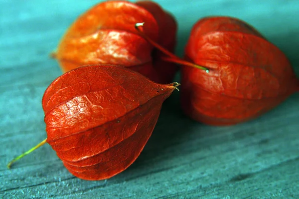 Close View Physalis Plant — Stock Photo, Image