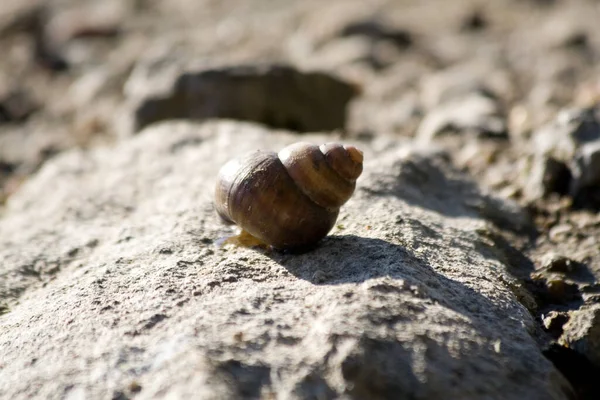 Mořské Mušle Mořská Mušle — Stock fotografie