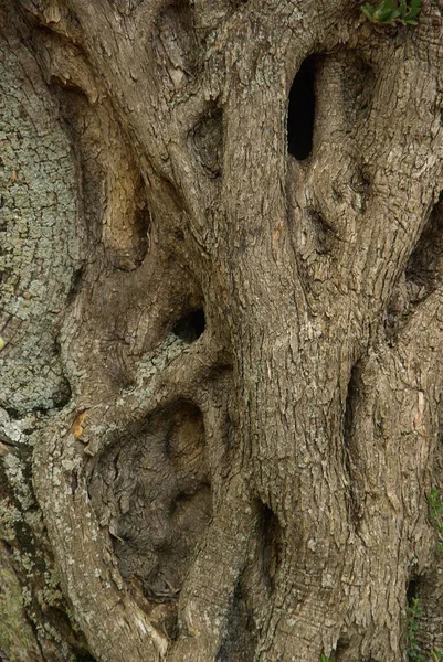 Ulivo Flora Naturale — Foto Stock