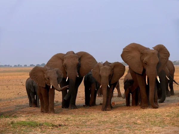 Uma Família Elefantes Rio Chobe Botsuana Uma Experiência Especial — Fotografia de Stock