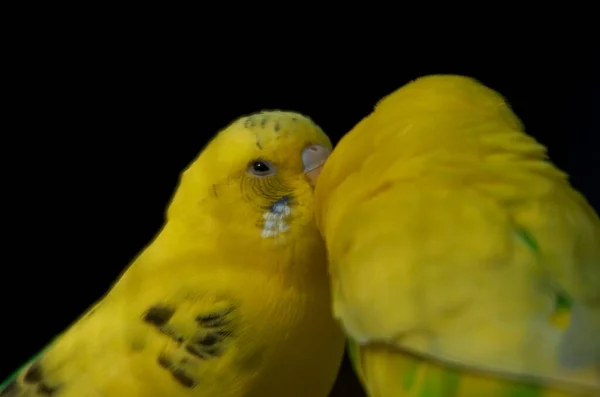 Amor Parakeets — Foto de Stock