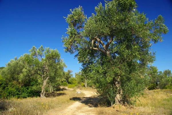 Olive Tree Nature Flora — Stock Photo, Image