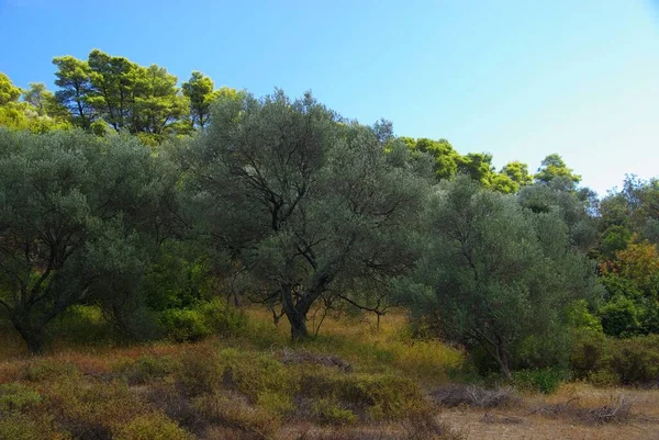 Oliivipuu Luontokasvit — kuvapankkivalokuva