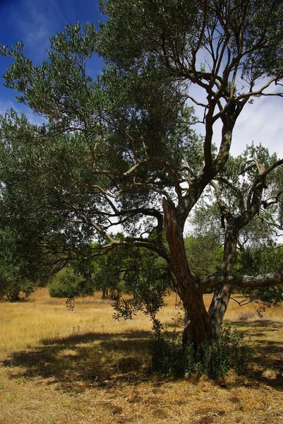 Olive Tree Nature Flora — Stock Photo, Image