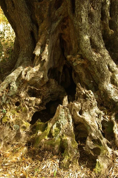 オリーブの木自然植物 — ストック写真