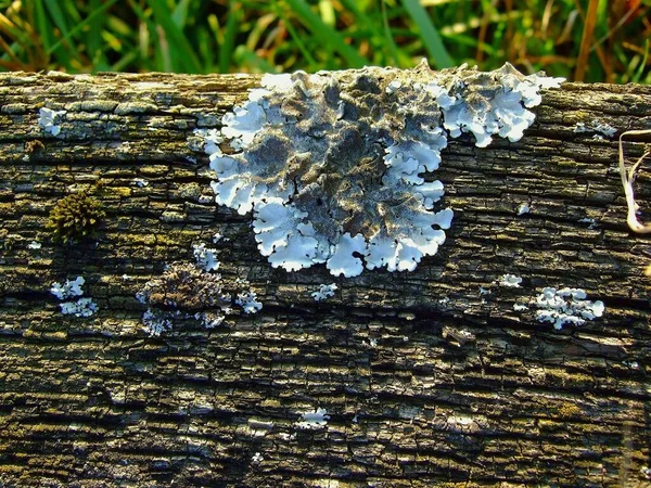 木製のベンチにLichen — ストック写真