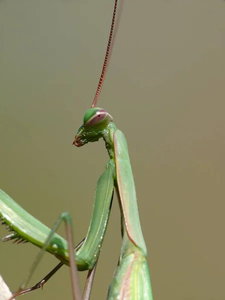 Insectes Mantis Insecte Proie — Photo